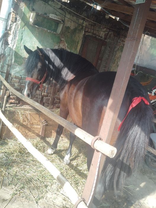 De vânzare armăsar foarte cuminte