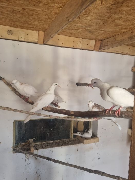 Turturele razatoare cochinchina pitic,australorp perusi berbec pitic