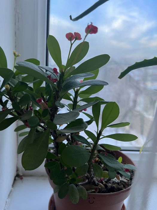 Комнатные цветы фикус