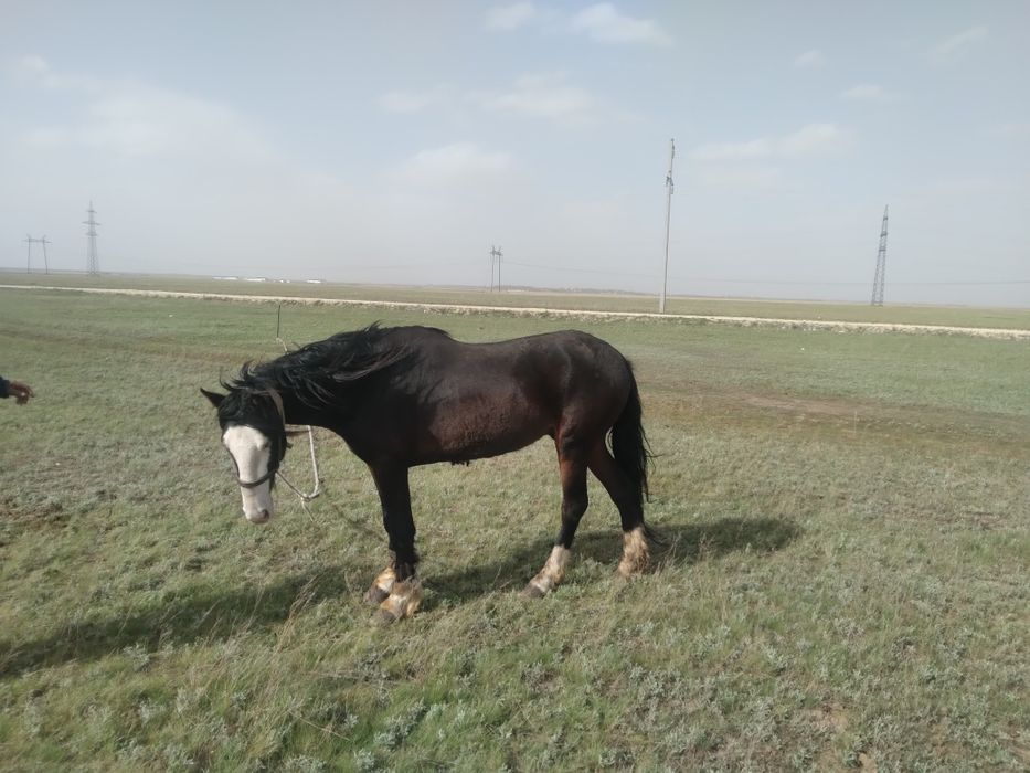 Продается жеребец