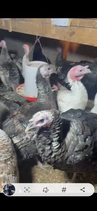 Инюшки Бронза 708 Россия , уже несутся