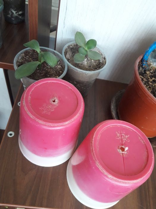 стаканчики для цветов или рассады