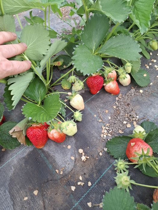 Stoloni capsuni 4 ron