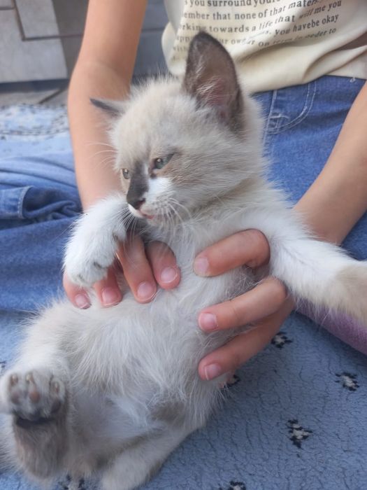 Марғау тегін. Котята бесплатно