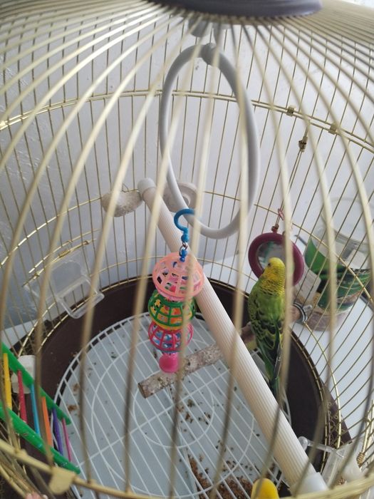 Продам попугая!!!