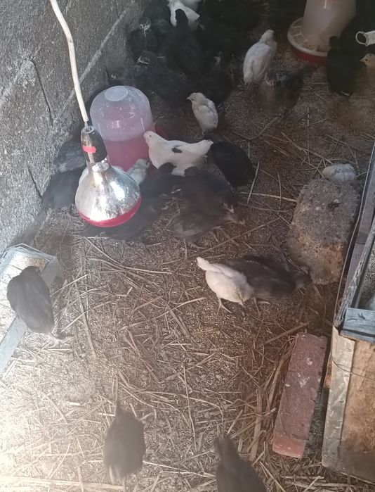 Pui de rasa araucana