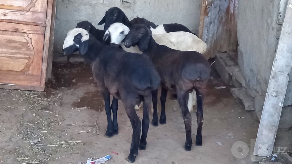 5 ta moda barra sotiladi