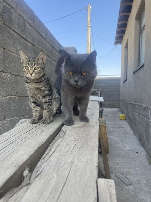кошечку в добрые руки