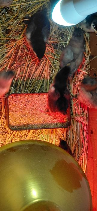 Pui australorp albastri si negri de o zi