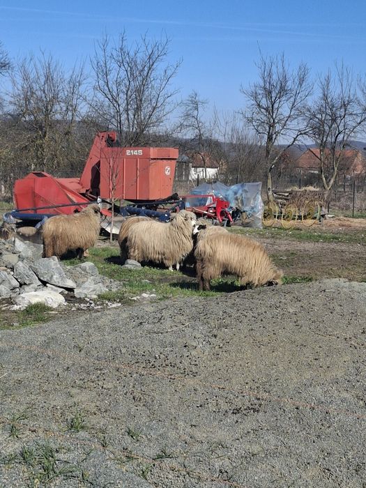 Vând oi țurcane.