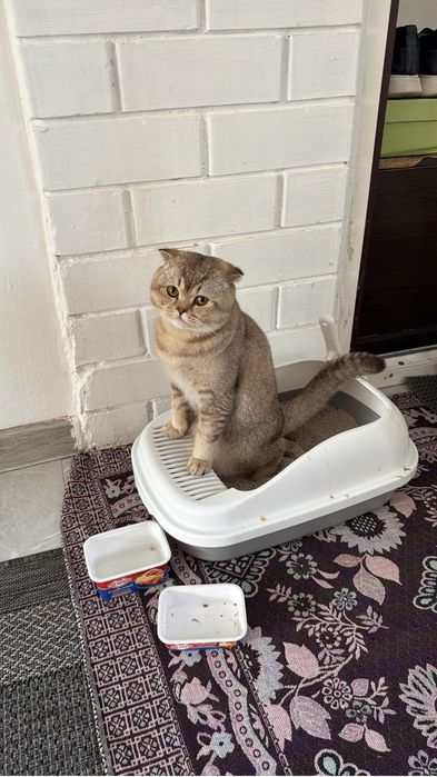 Кот для вязки ))