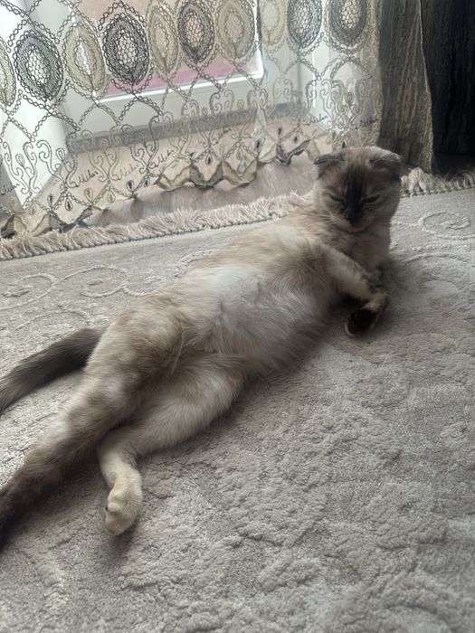 Отдам кошечку в добрые руки