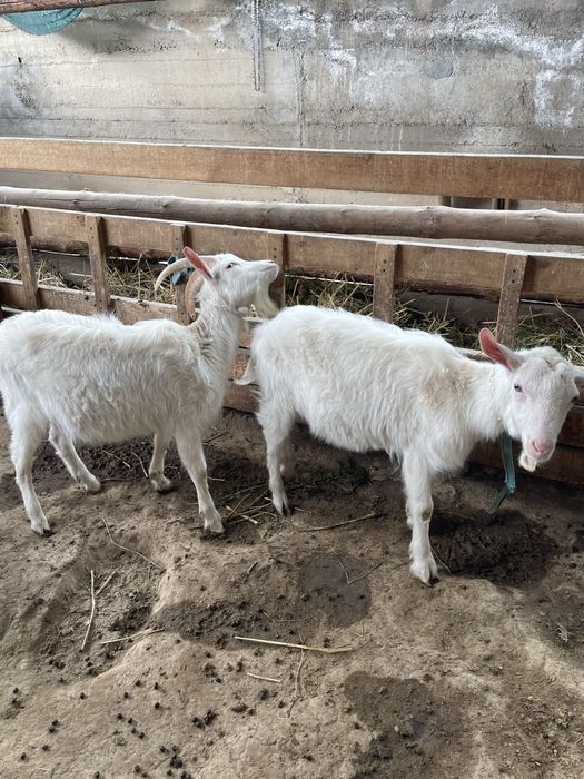 Теке ешкі Голландский