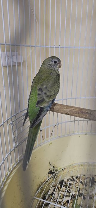 Певчий попугай атлас