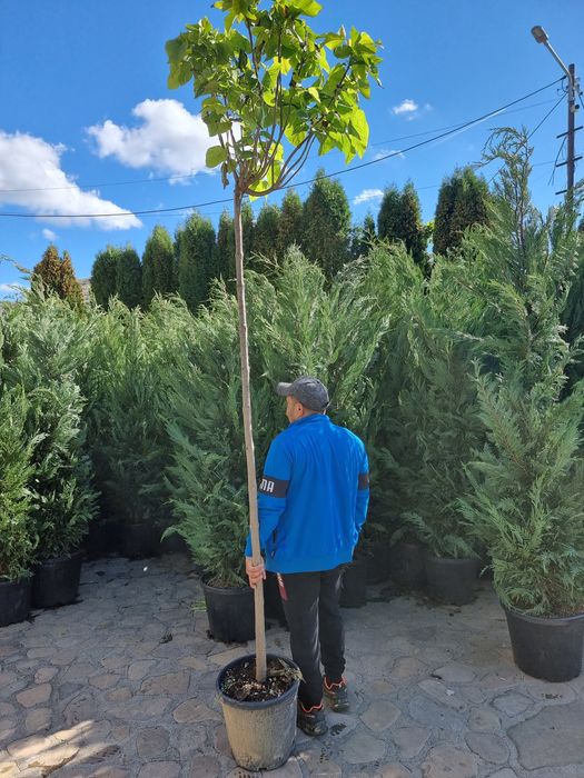 Catalpa globulara- Platan - Mesteacan