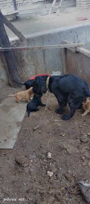 Spanel toza zot bolalari sptiladi