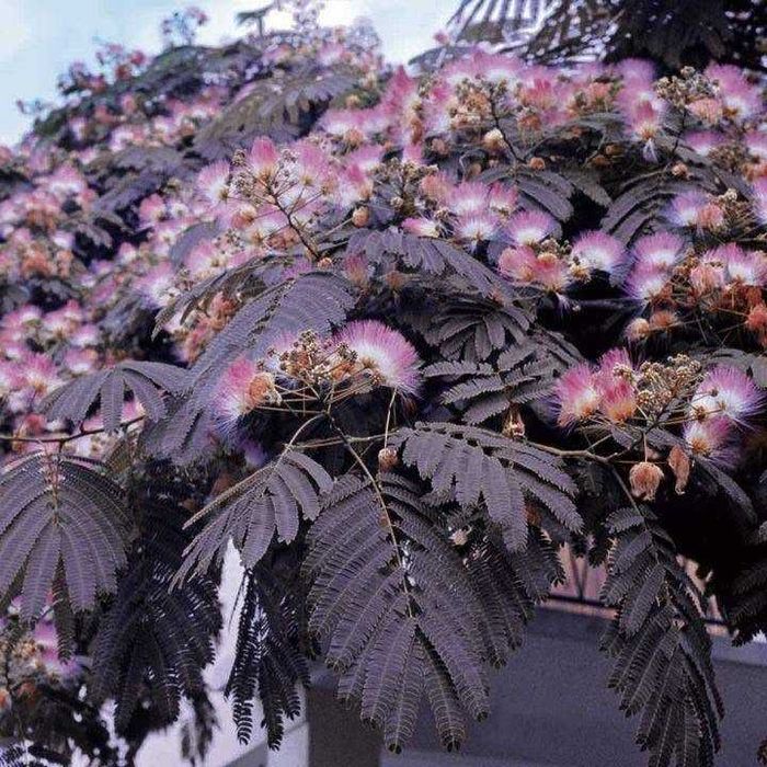 Албиция „Летен шоколад“ (Albizia julibrissin ‘Summer Chocolate’)