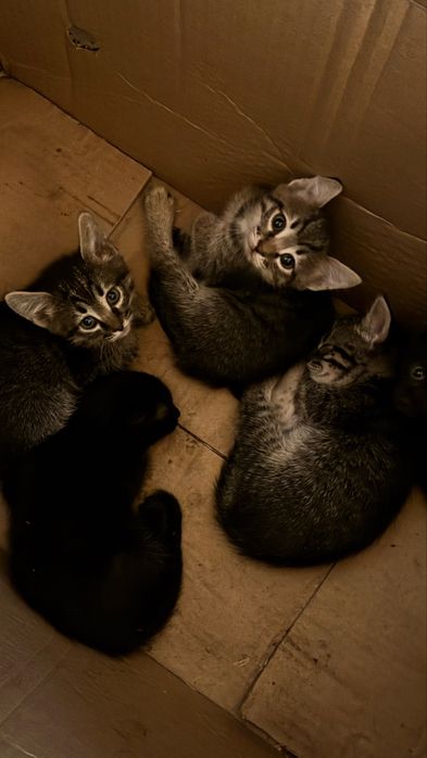 Отдам милых котят в добрые руки