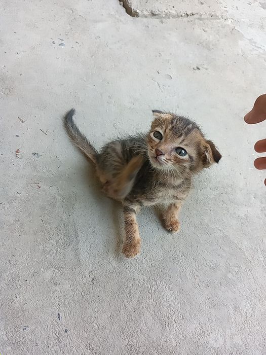 Mushuklar qulogi qeshaygan