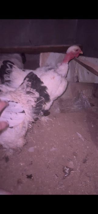 Тауық индаутка қаз