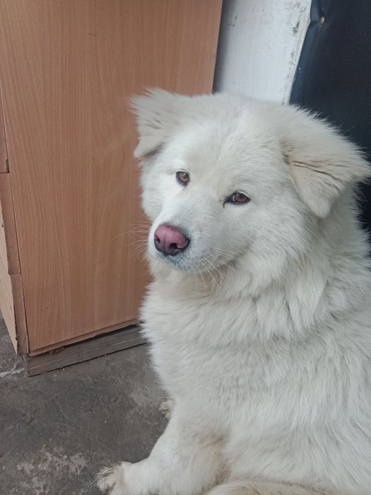 Я потеряшка ищу только своих хозяев