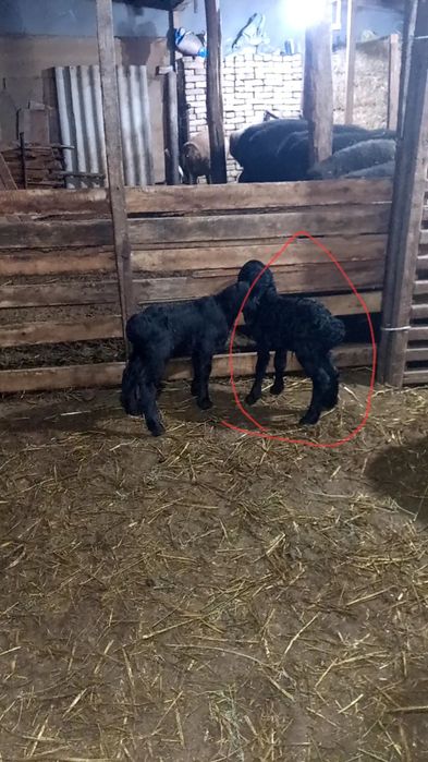 Ona bola sovliq sotiladi