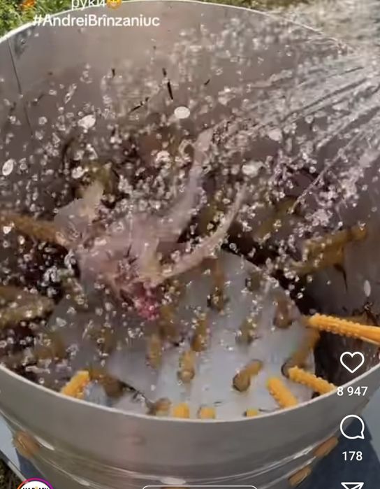 Тауық, қаз, үйрек жұлатын аппарат