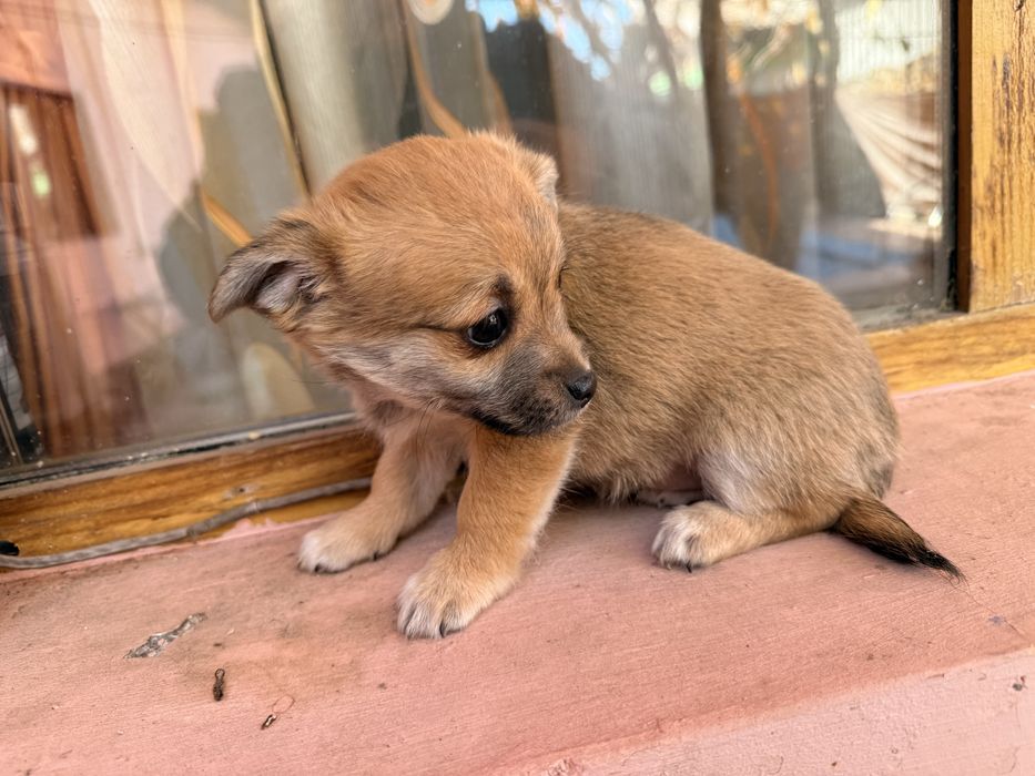 adoptie Caini - vaccinati, deparazitati