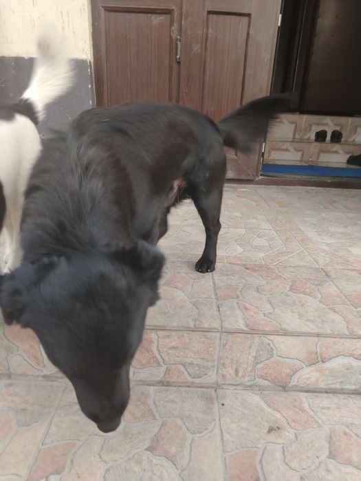 Өте сүйкімді ит ұл