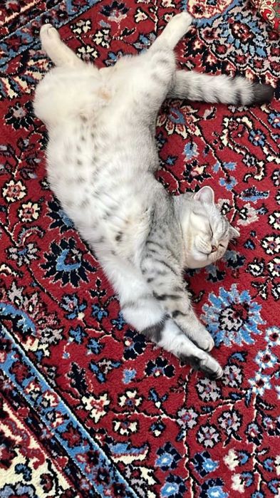 продаётся породистый кот