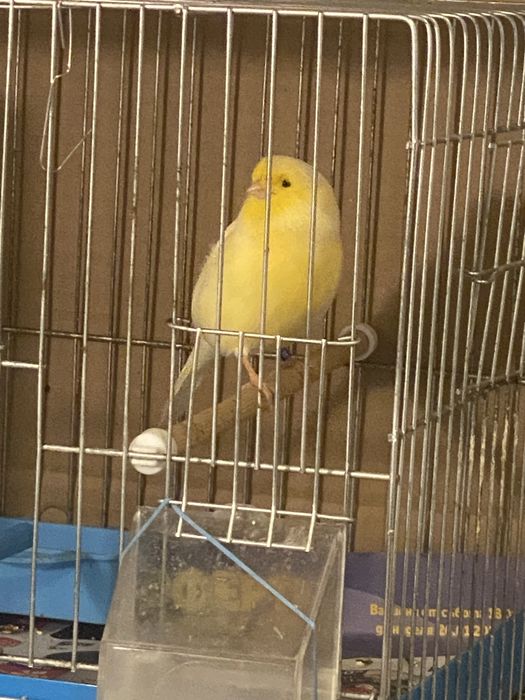 Канари Глостери 2024