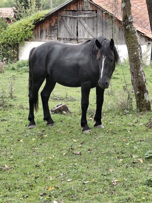 Vând mânz de 2 anii metis de frizian