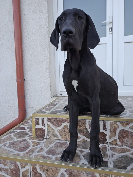 Dog German Marele Danez