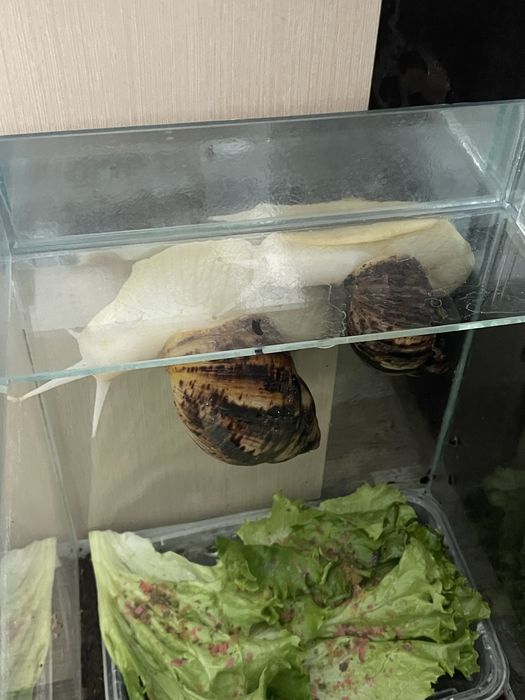 Улитки ахатина 2 штуки