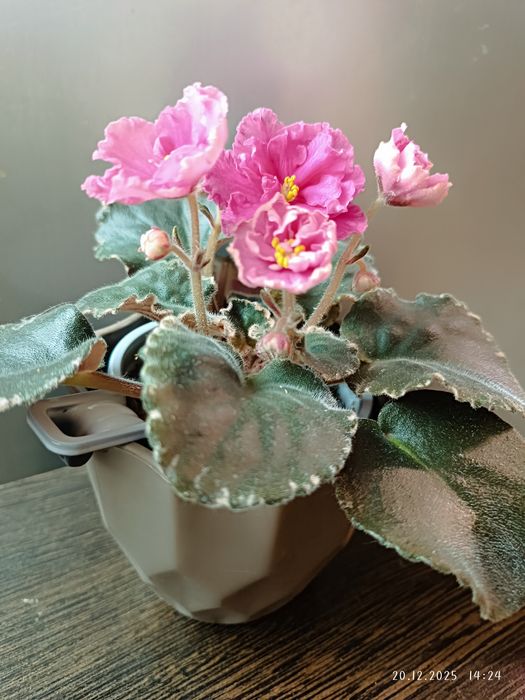 Фиалка Вкус малины