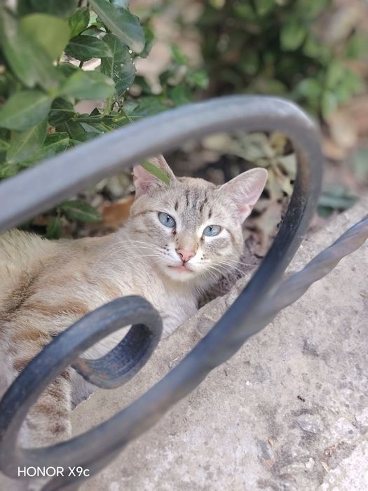 Отдам даром  кота