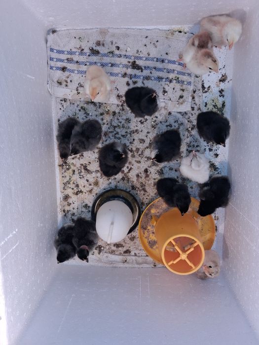 Цыплята суточные 13.14 дня цеплята