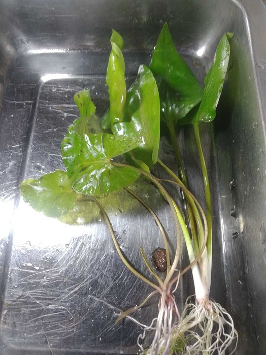 Набор из 2-вух растений