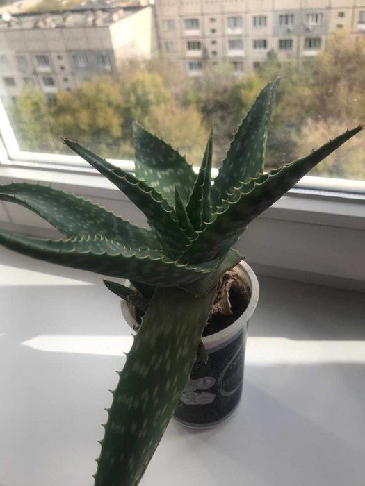 Алоэ Вера продам в горшках