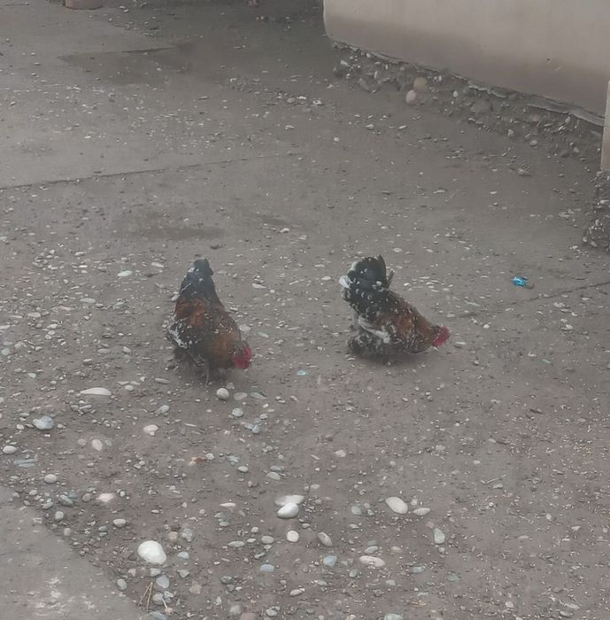 Японский кораздар сатылады