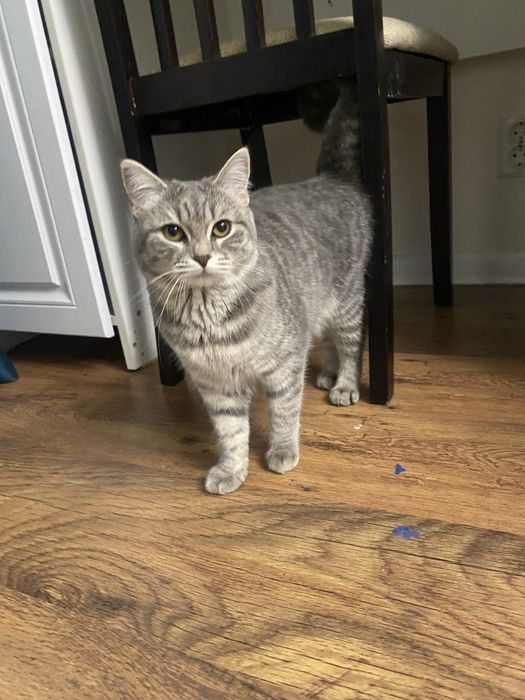 шотландская смешанная