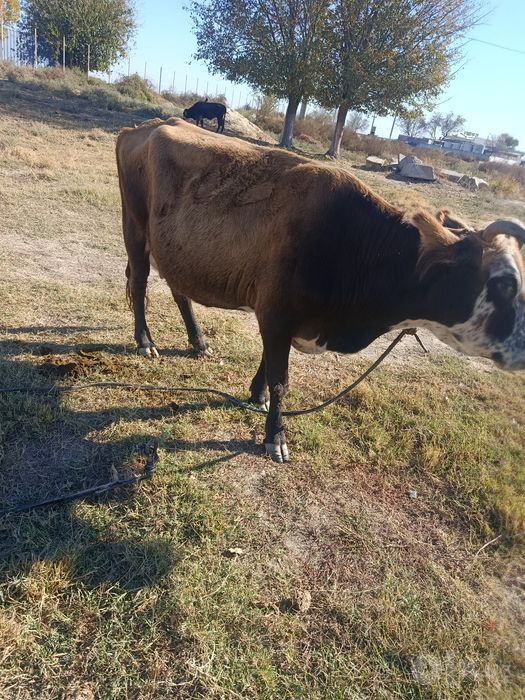 Mol sotiladi ishonchli va sifatli