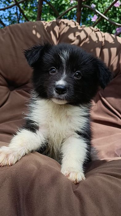 щенок Бордер колли