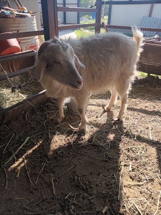 Ешкілер сатылады.