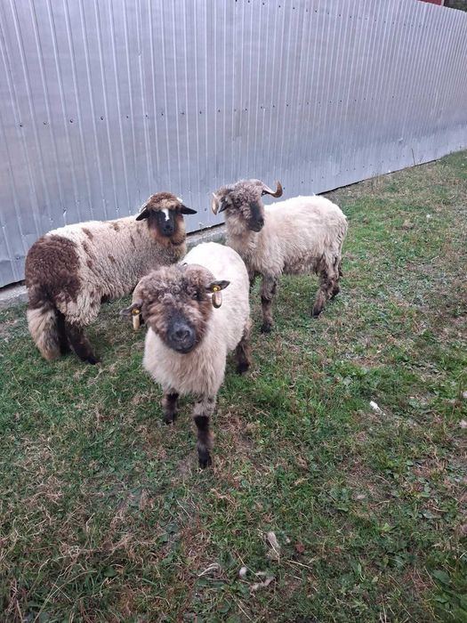 Vând berbec breaz de 1 an si 7 luni, un mior breaz de 6 luni, un berbec bucălău de 1 an și 3 luni și oi bucălăi.