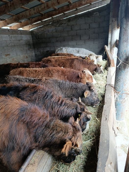 Продаю бычки.      .