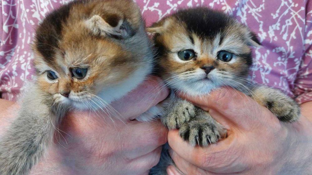 Продам шикарных вислоухих Шиншилл