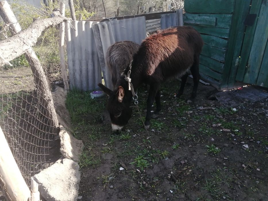 Ишак сатамын продам
