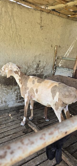 Эдильбай куй сотилади