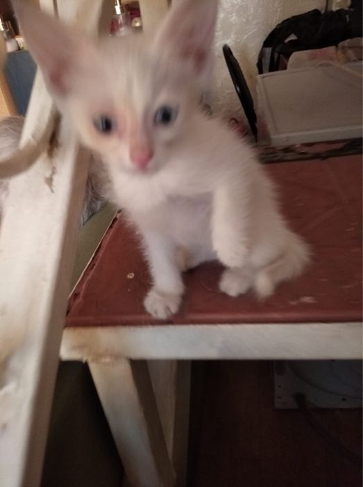 Отдам котят беспоатно